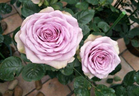 养花养个很像是假花的,抗寒抗热养护难度不大,南北都是可以养的