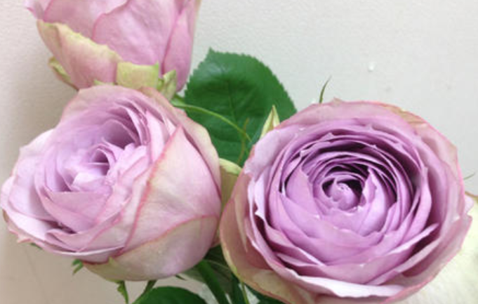 养花养个很像是假花的,抗寒抗热养护难度不大,南北都是可以养的