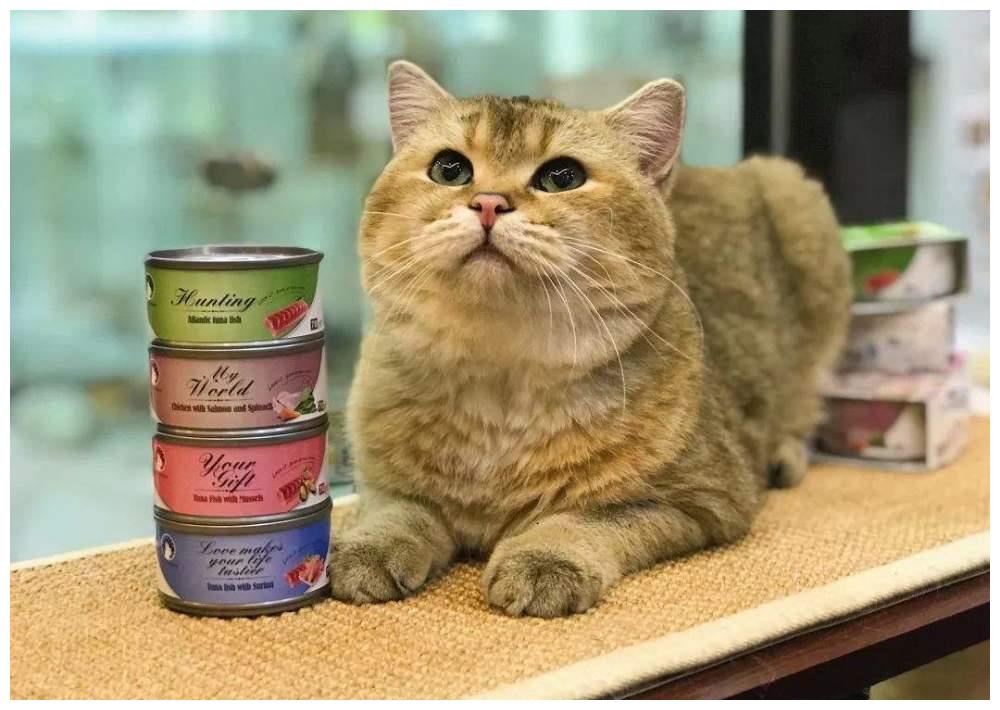猫咪有多难哄？对着肉罐头埋屎气晕铲屎官，宠物专家：这误会大了