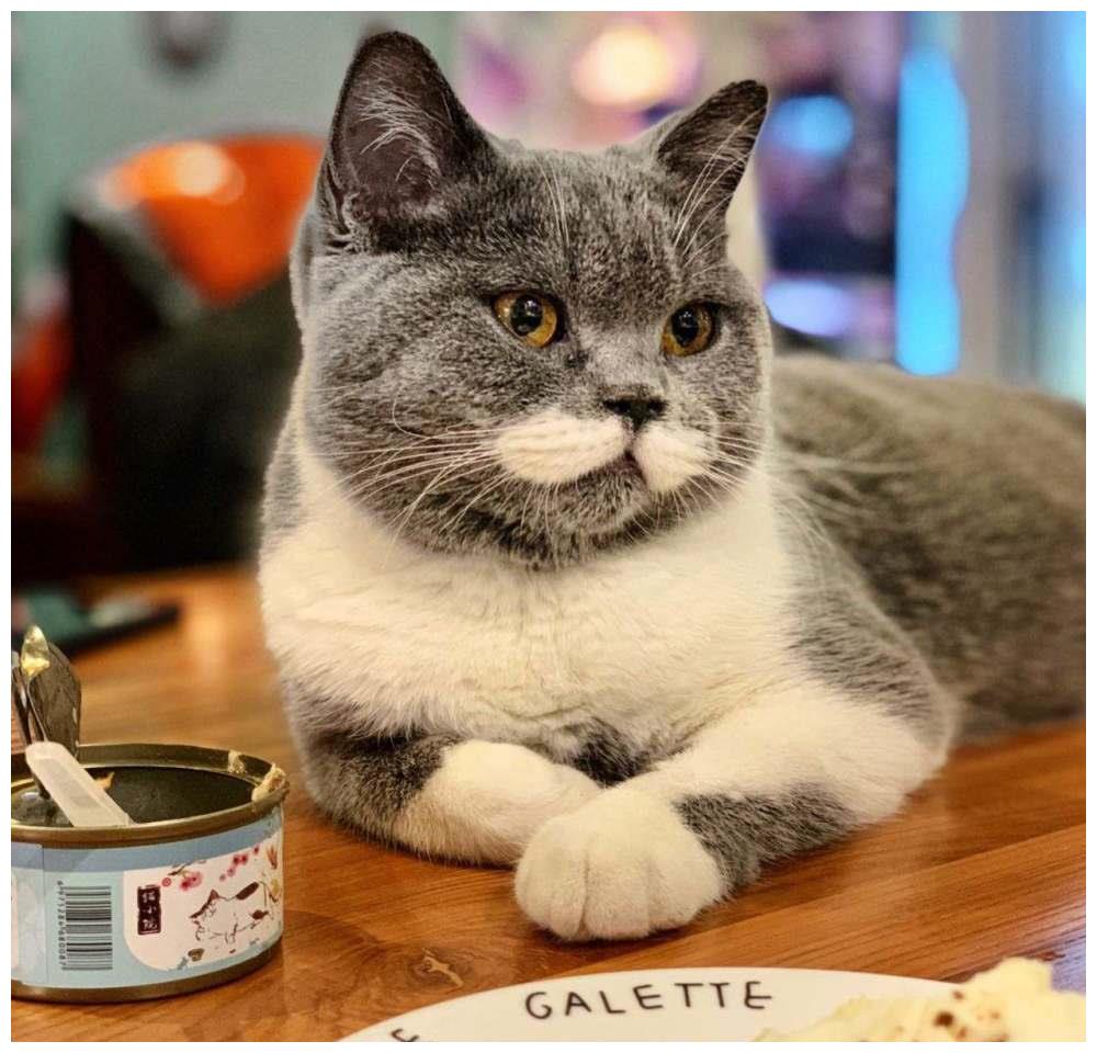猫咪有多难哄？对着肉罐头埋屎气晕铲屎官，宠物专家：这误会大了