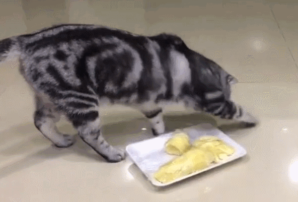 猫咪有多难哄？对着肉罐头埋屎气晕铲屎官，宠物专家：这误会大了