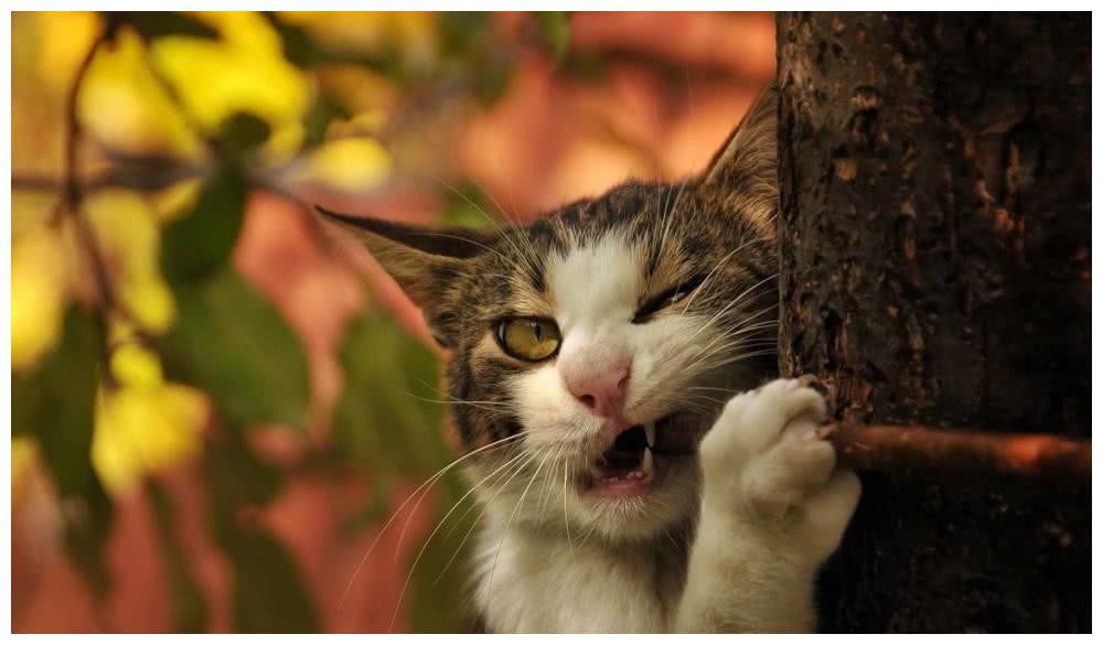 猫咪有多难哄？对着肉罐头埋屎气晕铲屎官，宠物专家：这误会大了