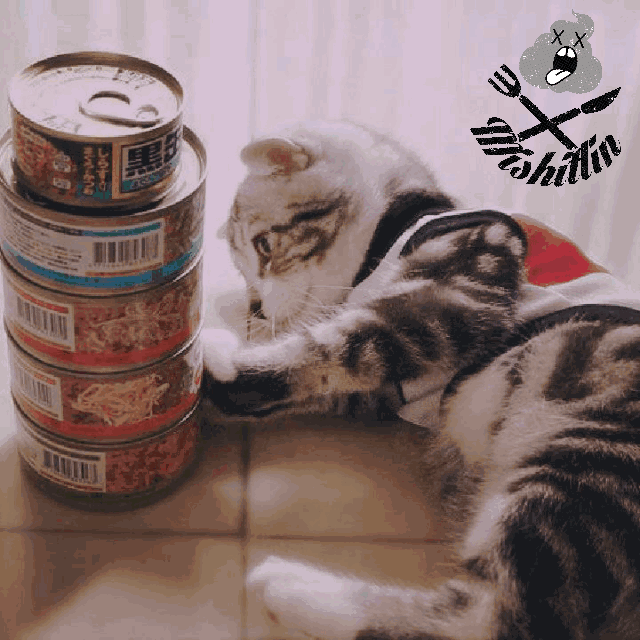 猫咪有多难哄？对着肉罐头埋屎气晕铲屎官，宠物专家：这误会大了