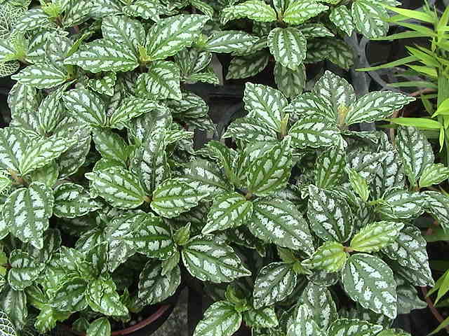 路边常见的小草,原来是冷水花,适合养护在遮光阴凉处。