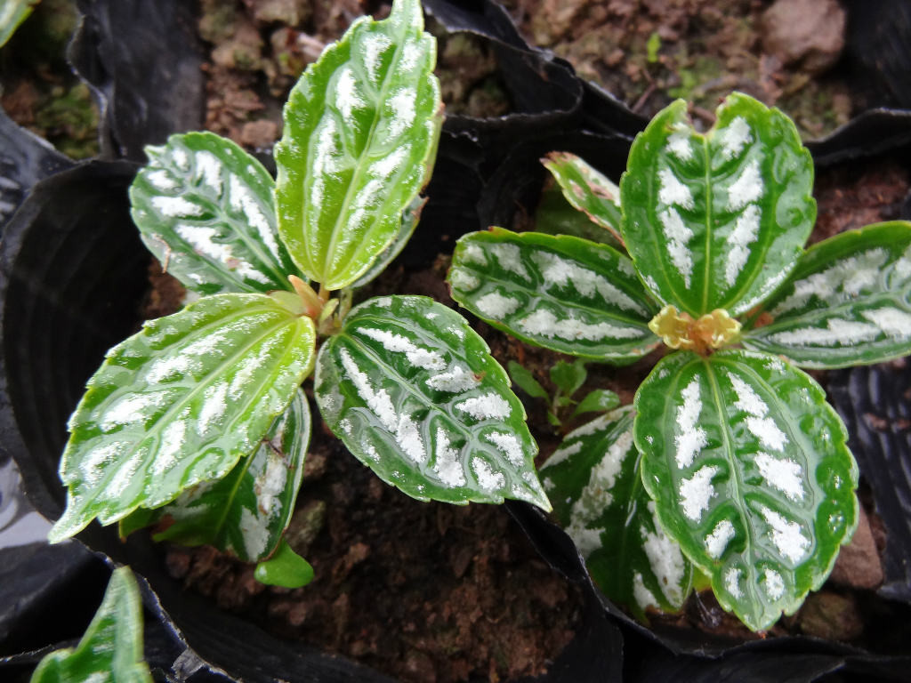 路边常见的小草,原来是冷水花,适合养护在遮光阴凉处。