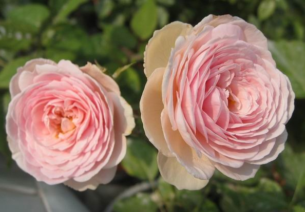 养花养个香味浓郁的，开花一层层，养护难度不算很大