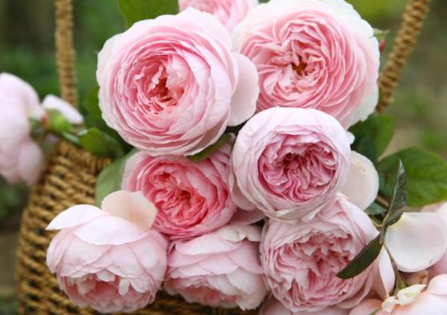 养花养个香味浓郁的，开花一层层，养护难度不算很大