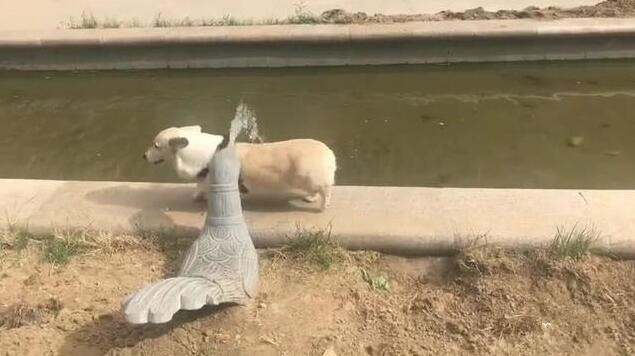 小柯基遇喷泉挡道，犹豫一秒淡定通过，这就是短腿优势！