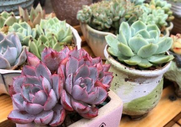 多肉植物是沙漠植物吗?清楚生长环境,根据品种养护,可以很美