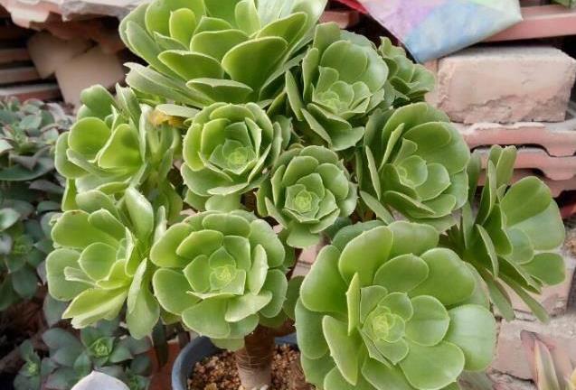 多肉植物是沙漠植物吗?清楚生长环境,根据品种养护,可以很美