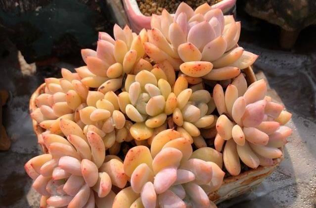 多肉植物是沙漠植物吗?清楚生长环境,根据品种养护,可以很美