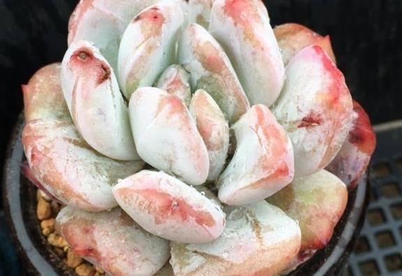 多肉植物是沙漠植物吗?清楚生长环境,根据品种养护,可以很美