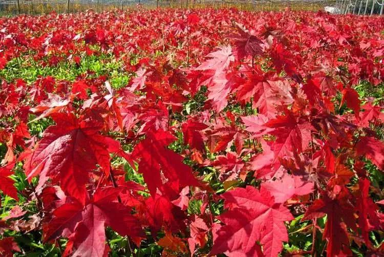 红枫怎么养护?7个小细节养出美丽红枫!