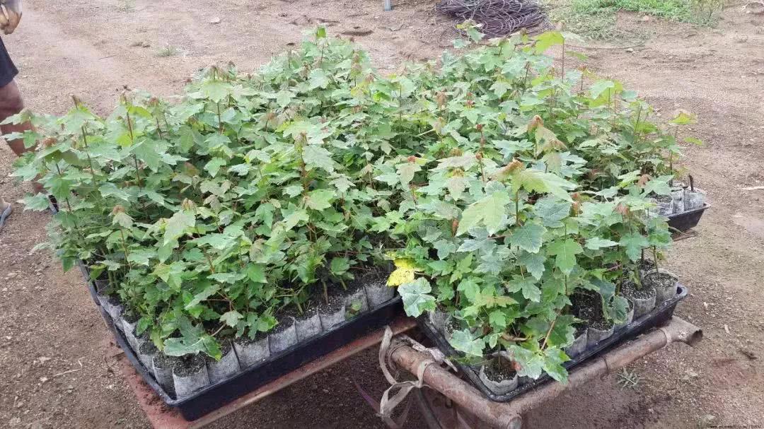 红枫怎么养护?7个小细节养出美丽红枫!