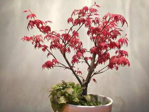 红枫怎么养护?7个小细节养出美丽红枫!