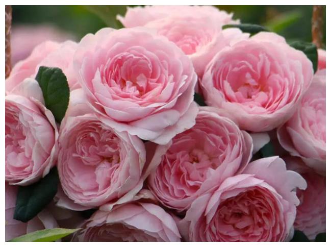 养花养个勤花的,花朵漂亮花量还大,养护起来很简单