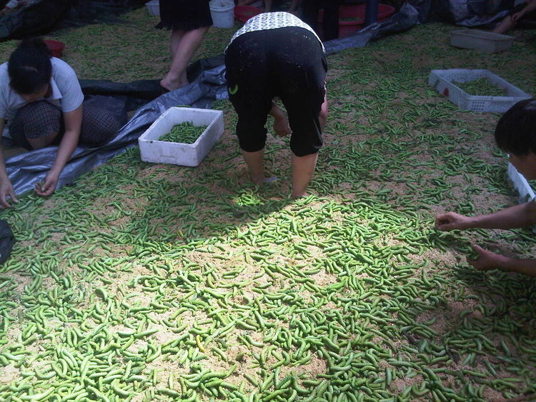 田里的大豆长满了虫子，别人看着惋惜，而他却惊喜万分