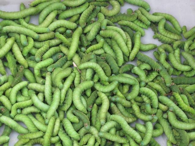 田里的大豆长满了虫子，别人看着惋惜，而他却惊喜万分