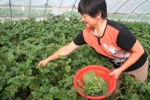 田里的大豆长满了虫子，别人看着惋惜，而他却惊喜万分