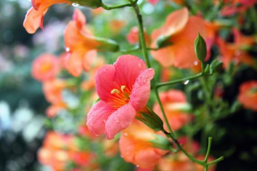 家有小院，一定要种一株凌霄，无需精心养护，还你一院的花开