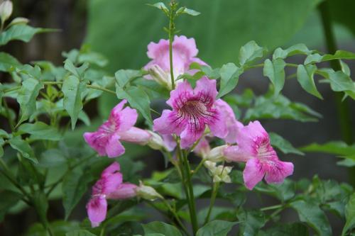 家有小院，一定要种一株凌霄，无需精心养护，还你一院的花开