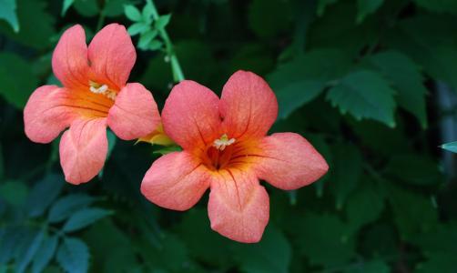 家有小院，一定要种一株凌霄，无需精心养护，还你一院的花开