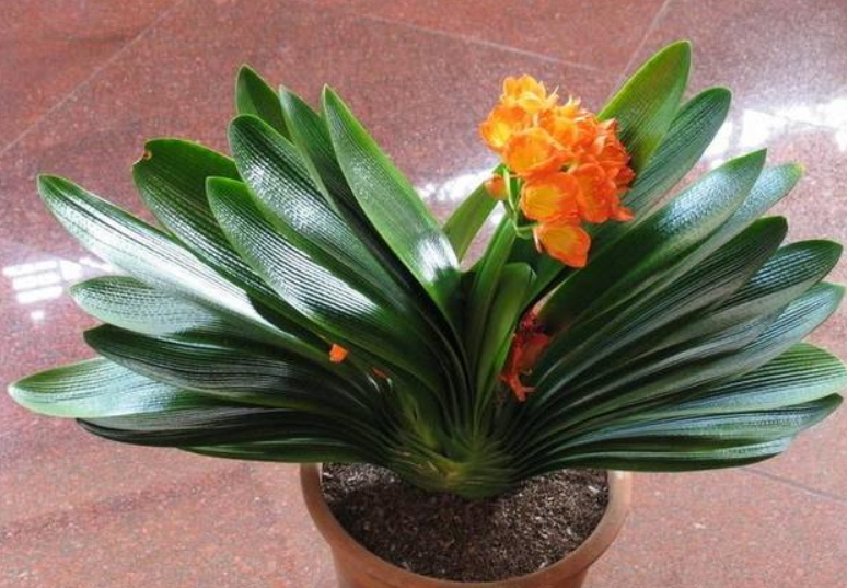 冬季养护君子兰的几大技巧，学会了你也能养的叶肥、花多、根粗