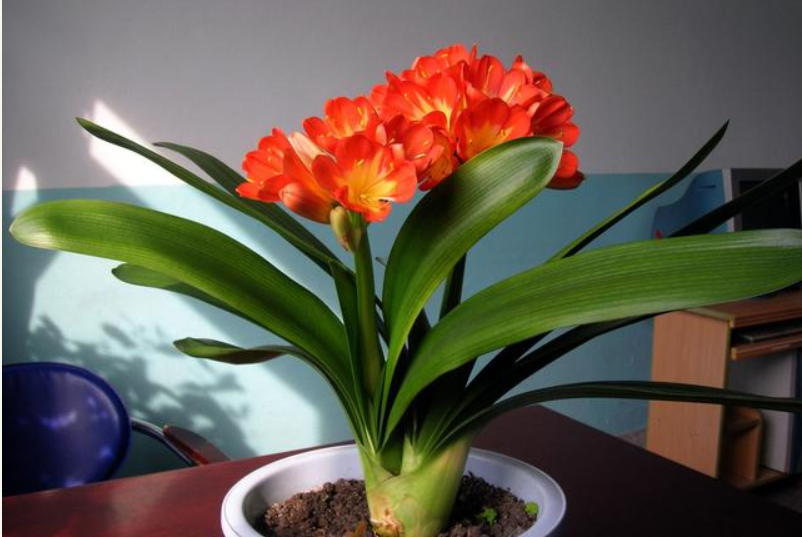 冬季养护君子兰的几大技巧，学会了你也能养的叶肥、花多、根粗