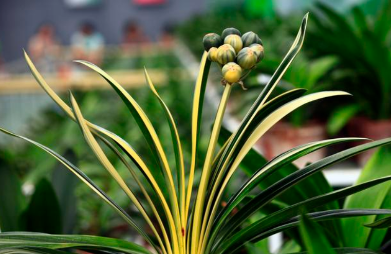 冬季养护君子兰的几大技巧，学会了你也能养的叶肥、花多、根粗