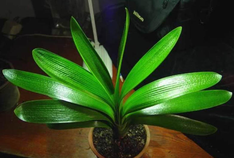 冬季养护君子兰的几大技巧，学会了你也能养的叶肥、花多、根粗