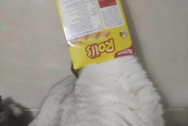 平时高冷的猫咪，竟然被零食打开了任督二脉，看来也是一个吃货