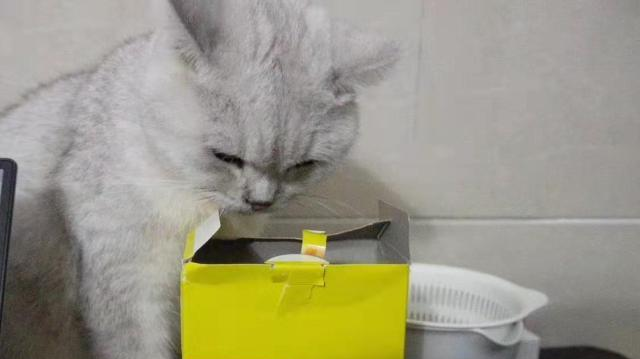 平时高冷的猫咪，竟然被零食打开了任督二脉，看来也是一个吃货