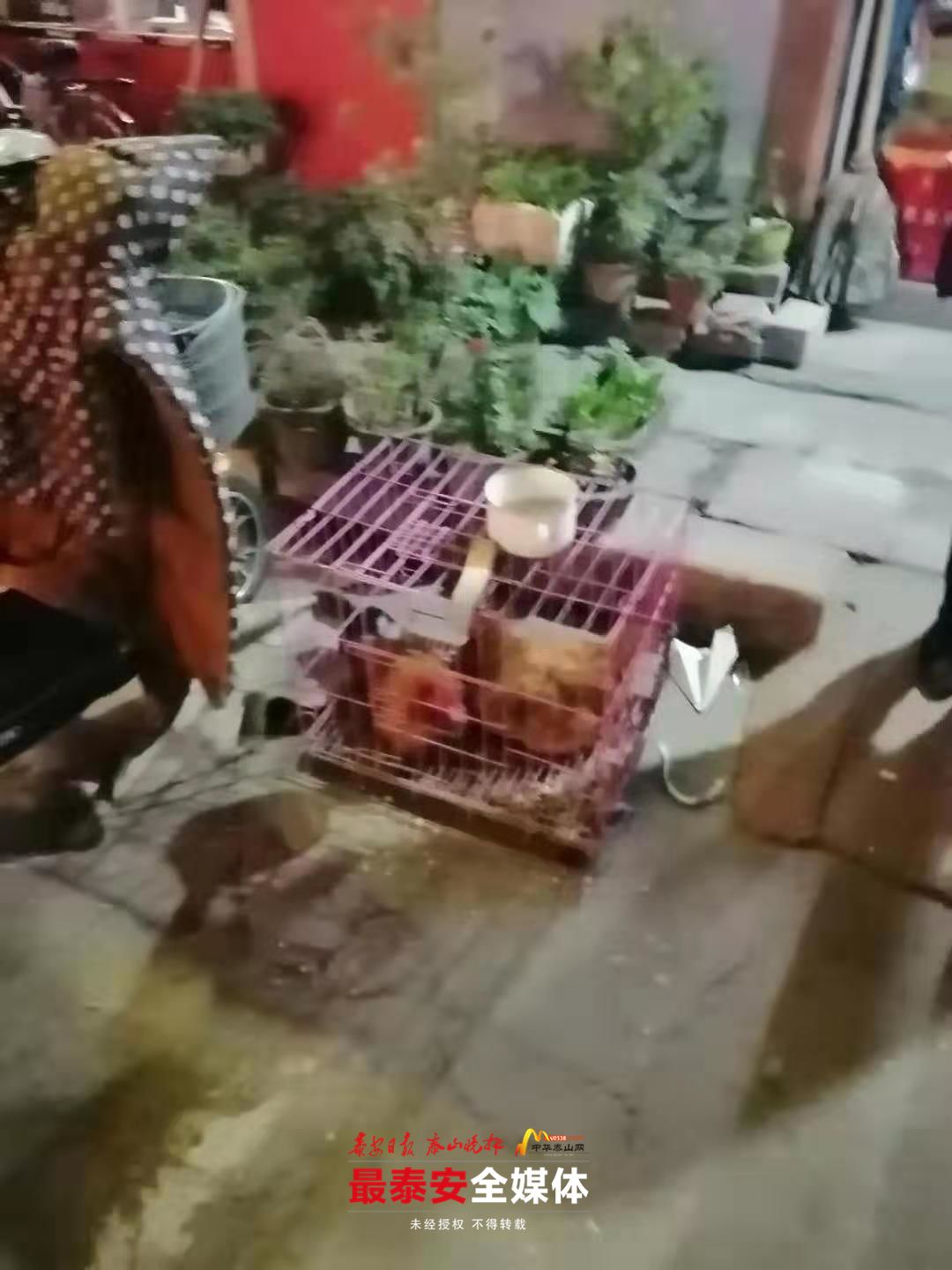 有人竟在绿化带内隐匿养鸡！太影响环境了！责令处理家禽，罚款20元！