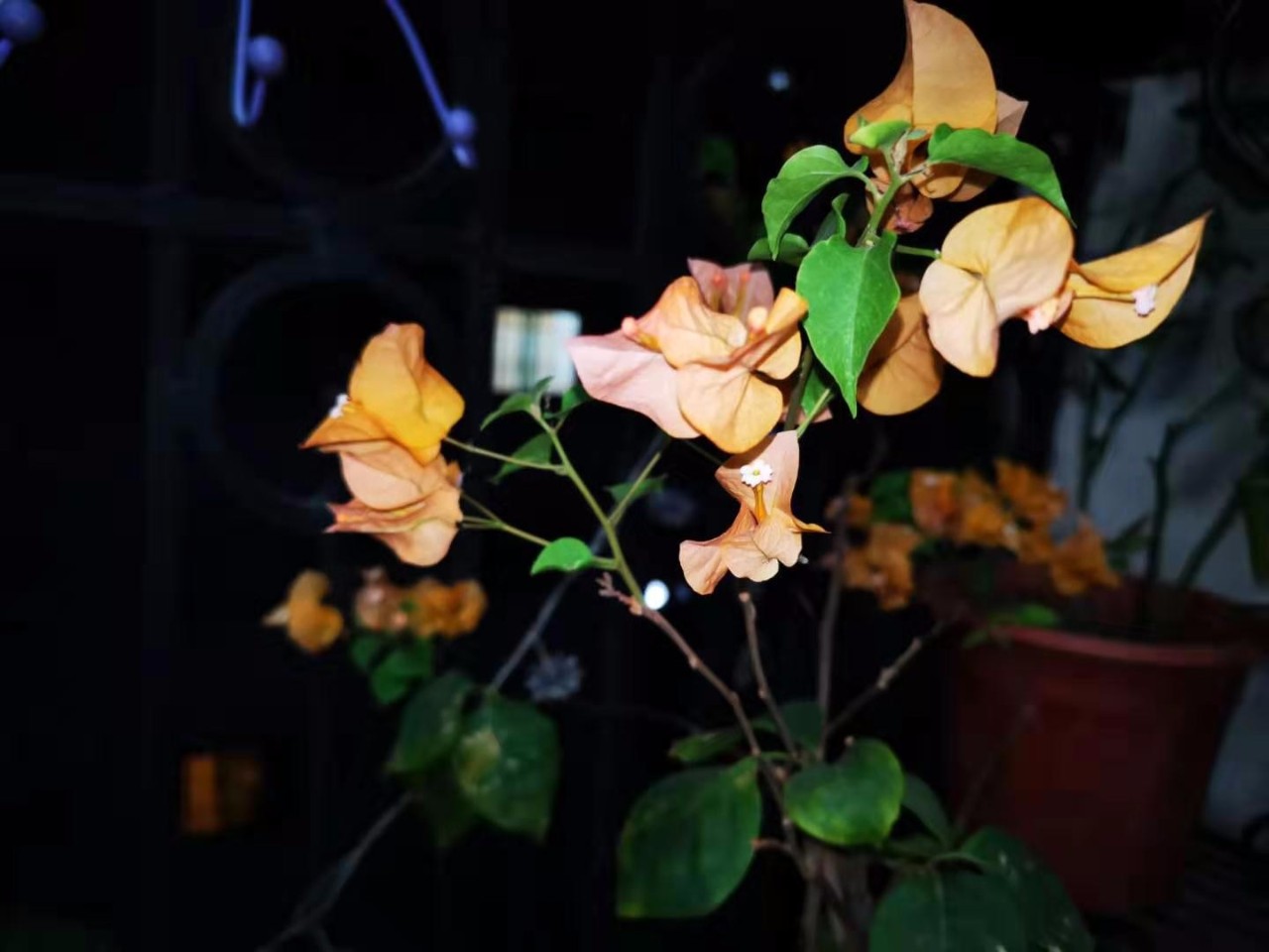 让三角梅花开不停,这几个养护条件要满足,否则花后没法再开