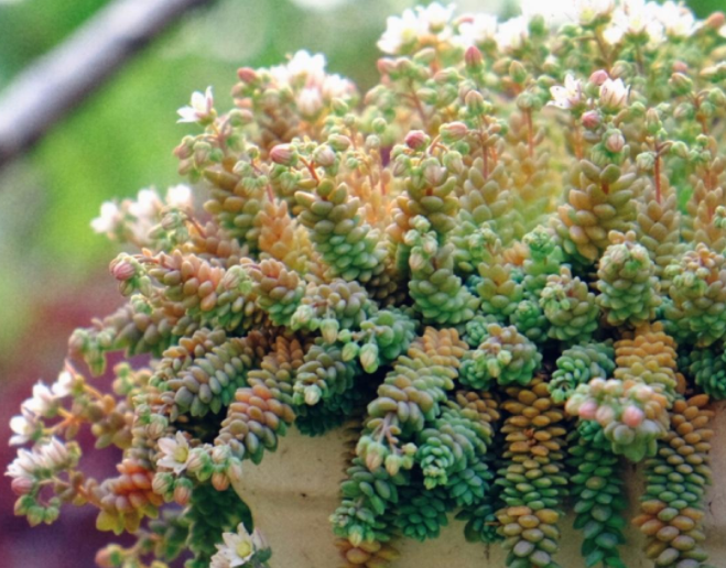 养花养个小巧精致的，名字和美人有关，养护起来方法不能少