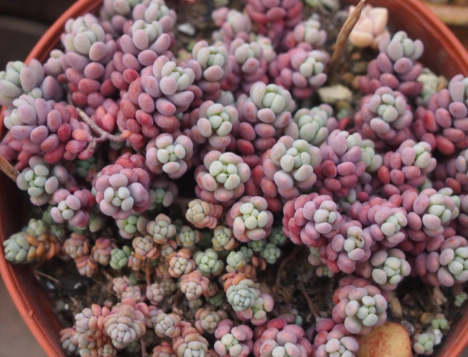 养花养个小巧精致的，名字和美人有关，养护起来方法不能少