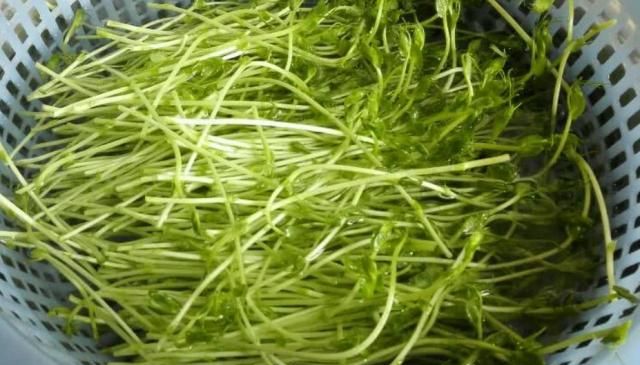 天冷干燥，女人多吃这菜，5元1斤，常吃皮肤水灵，白里透红