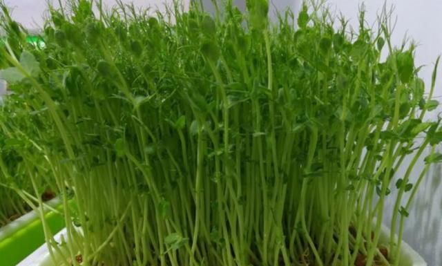 天冷干燥，女人多吃这菜，5元1斤，常吃皮肤水灵，白里透红