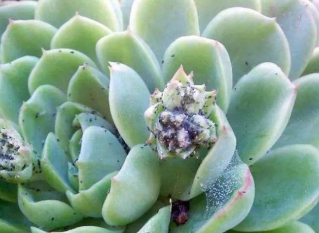 细数养护多肉植物的5个常见的技巧，播种和培育都很容易上手