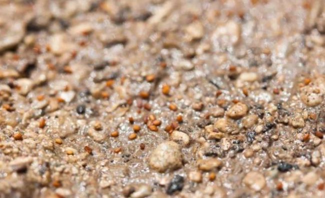 细数养护多肉植物的5个常见的技巧，播种和培育都很容易上手