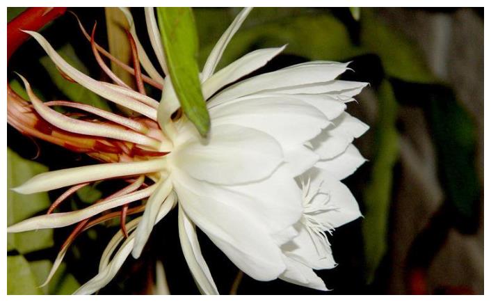 3种“角落花”,能暗不能亮,放阳台养护,3天黄叶又花谢