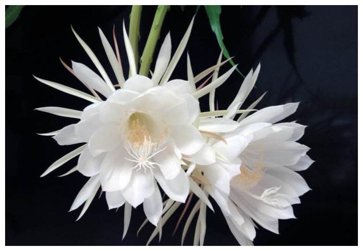 3种“角落花”,能暗不能亮,放阳台养护,3天黄叶又花谢