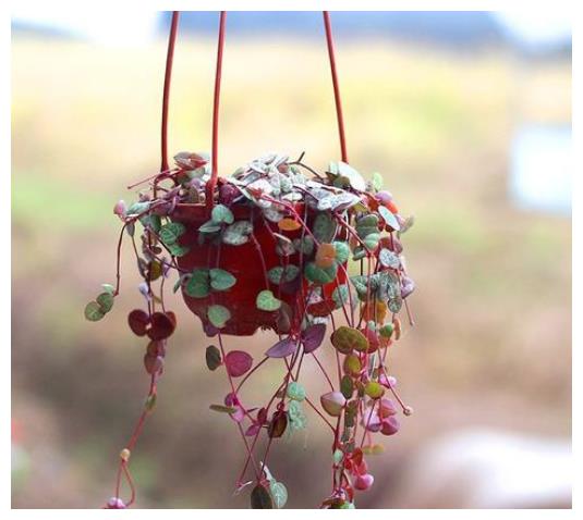 3种“角落花”,能暗不能亮,放阳台养护,3天黄叶又花谢