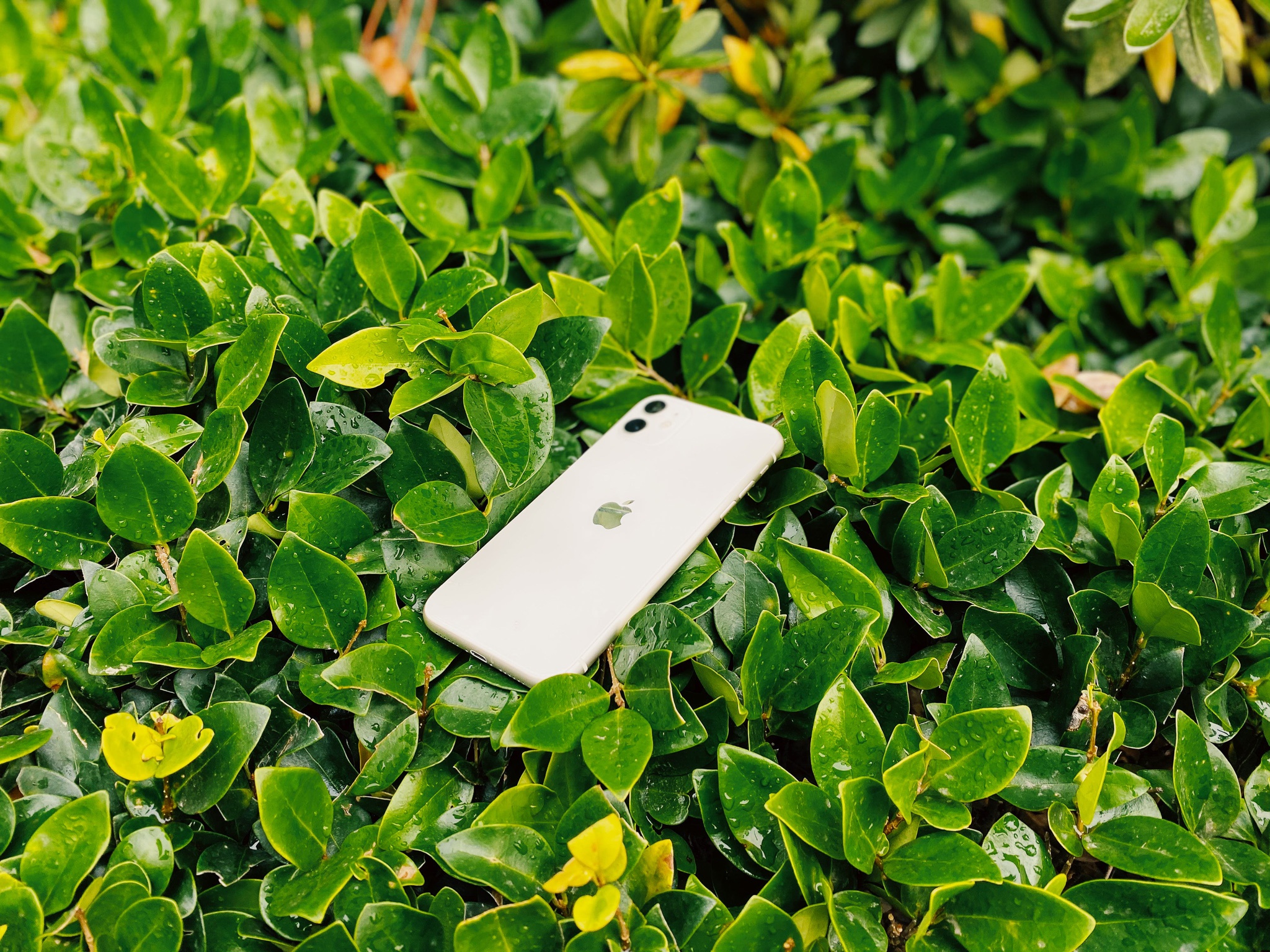 iPhone 11拍照测评：忘记手中的器材 专注于拍摄