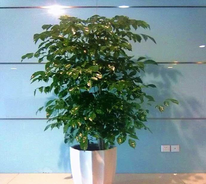 冬季幸福树这样养护在客厅