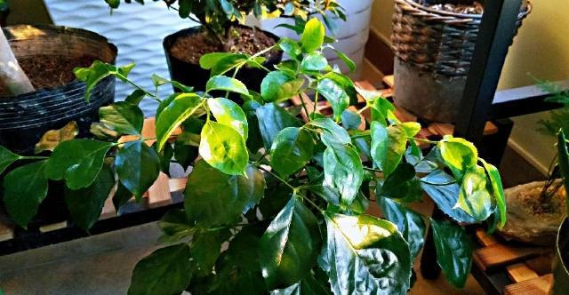 冬季幸福树这样养护在客厅