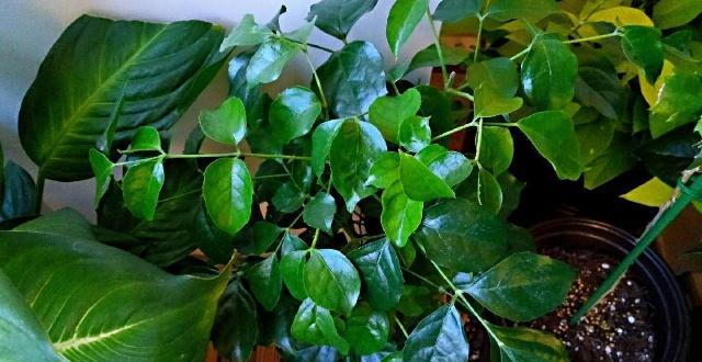 冬季幸福树这样养护在客厅