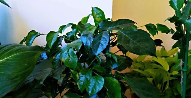 冬季幸福树这样养护在客厅