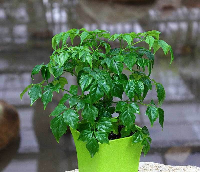 冬季幸福树这样养护在客厅