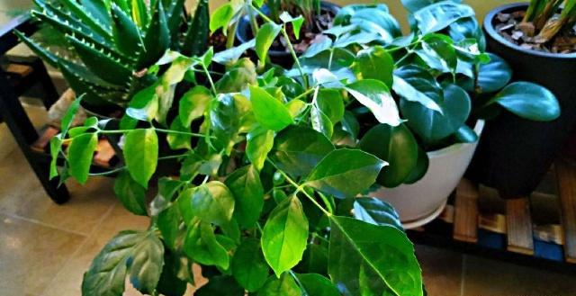 冬季幸福树这样养护在客厅